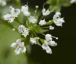 Sweet cicely <BR>Anise-root <BR>longstyle sweetroot